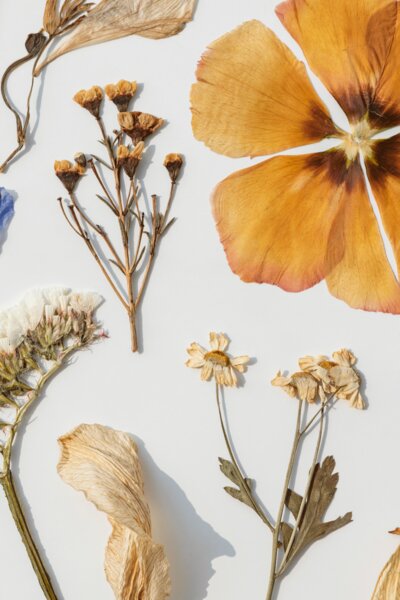 dried-flowers-collection-white-wall_kl.gif