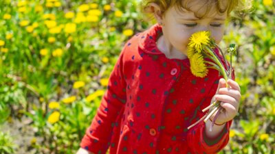 child-field-yellow-dandelions-selective-focus_kl.gif